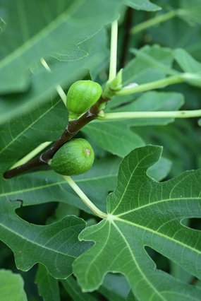 绿色无花果树局部摄影图片